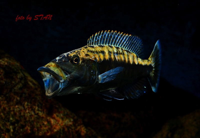 Tyrannochromis maculiceps
